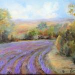 Lavender Fields